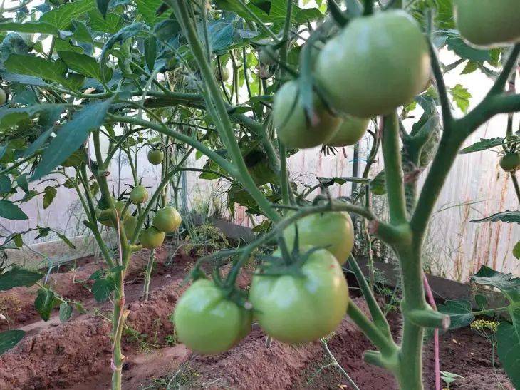 Какие сидераты восстановят почву после помидоров: не все дачники знают правильный ответ