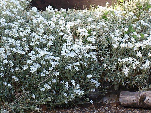 Ясколка – серебристый многолетник для каменистых садов