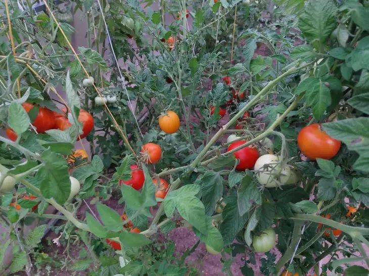Как нельзя поливать помидоры в жару: фатальная ошибка, которая лишила многих дачников урожая