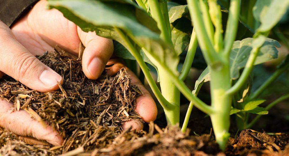 Органические Удобрения и Их Роль в Ведении Современного Сельского Хозяйства