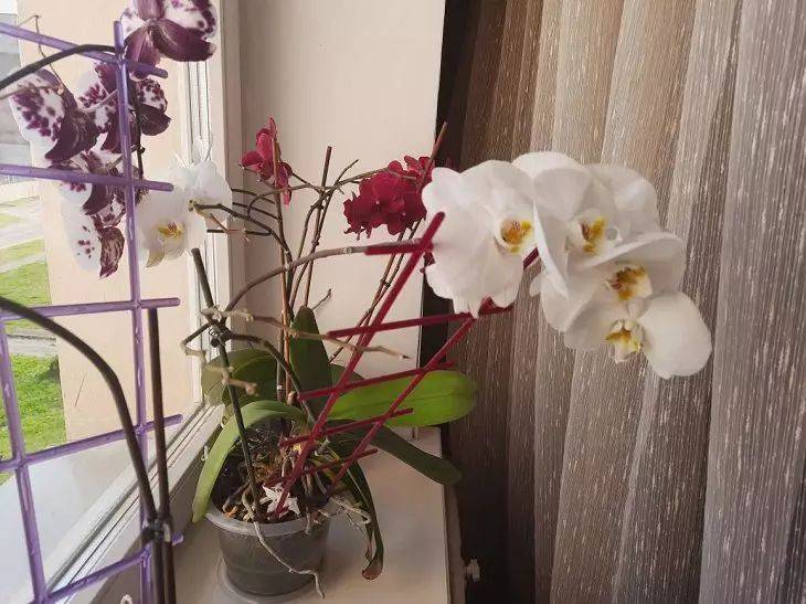 Почему не цветет и болеет орхидея: 2 ошибки цветоводов - проверьте себя