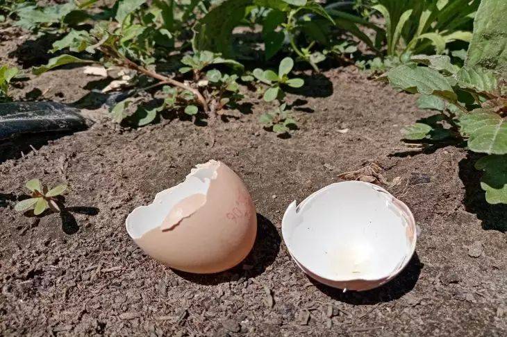 Как правильно пользоваться яичной скорлупой в огороде: ценное удобрение и защита растений