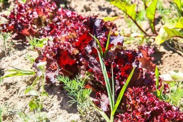 Как вырастить салат на огороде, чтобы листья не горчили: советы опытных дачников
