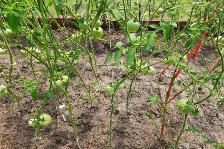 Как нельзя высаживать рассаду томатов в открытый грунт: 3 частые ошибки дачников