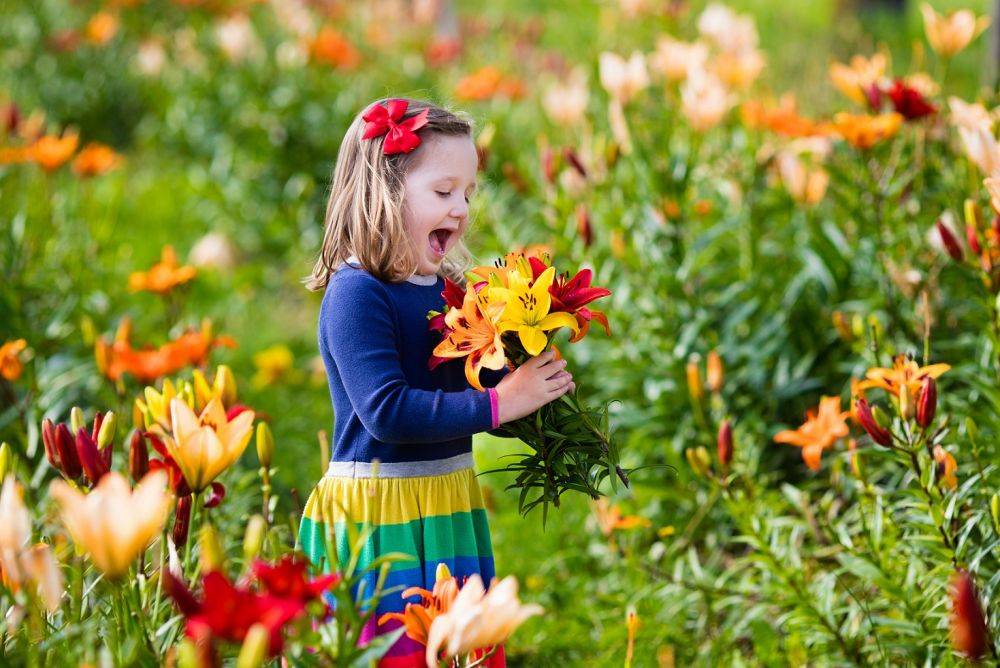 7 секретов обильного цветения лилий