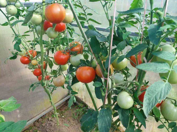 Все, что вы не знали о выращивании томатов: раскрываем 3 секрета дачников с многолетним стажем