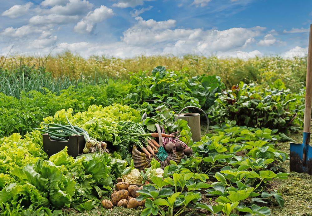Смешанные посадки: 5 лучших сочетаний овощей для богатого урожая