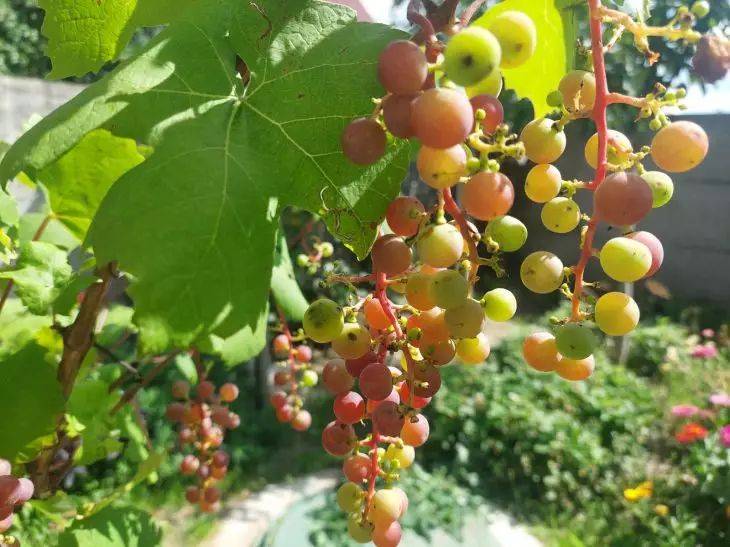 Чем подкормить виноград в июне: 3 лучших варианта