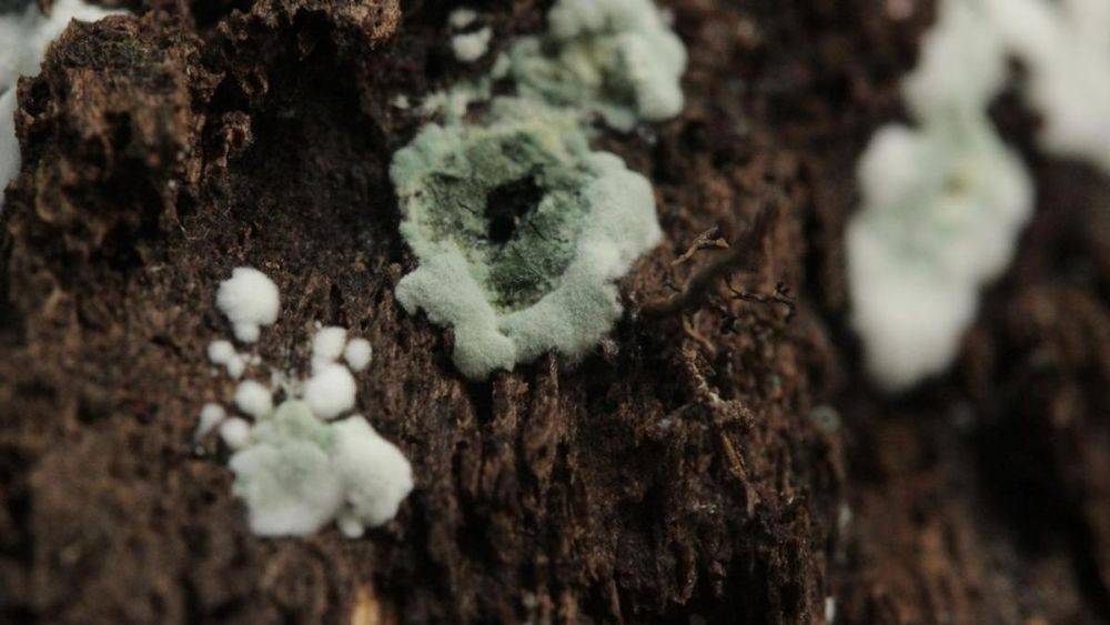 Полезный грибок? Что такое триходерма и как она помогает растениям