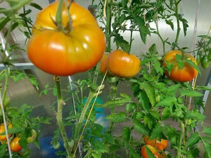 Почему у томатов появляются «желтые плечики»: 3 возможные причины