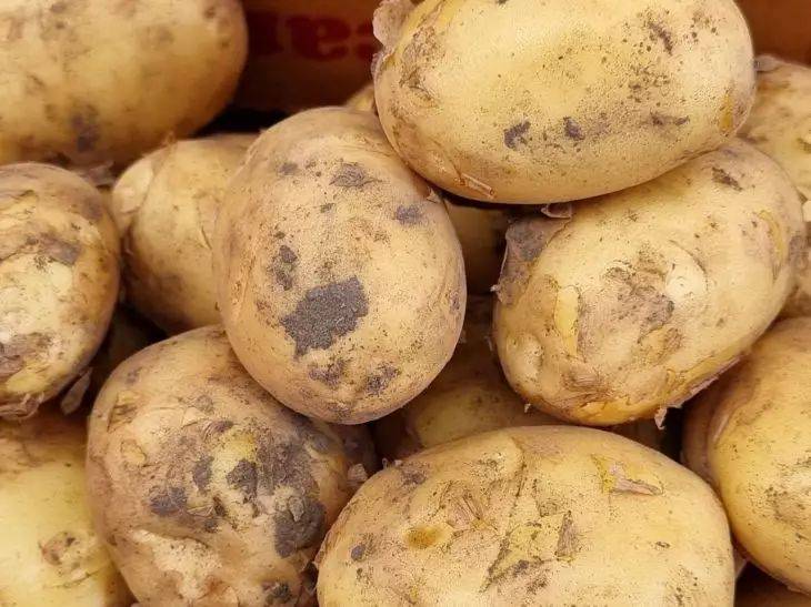 Как отреагирует картофель на избыток азота: не все дачники знают