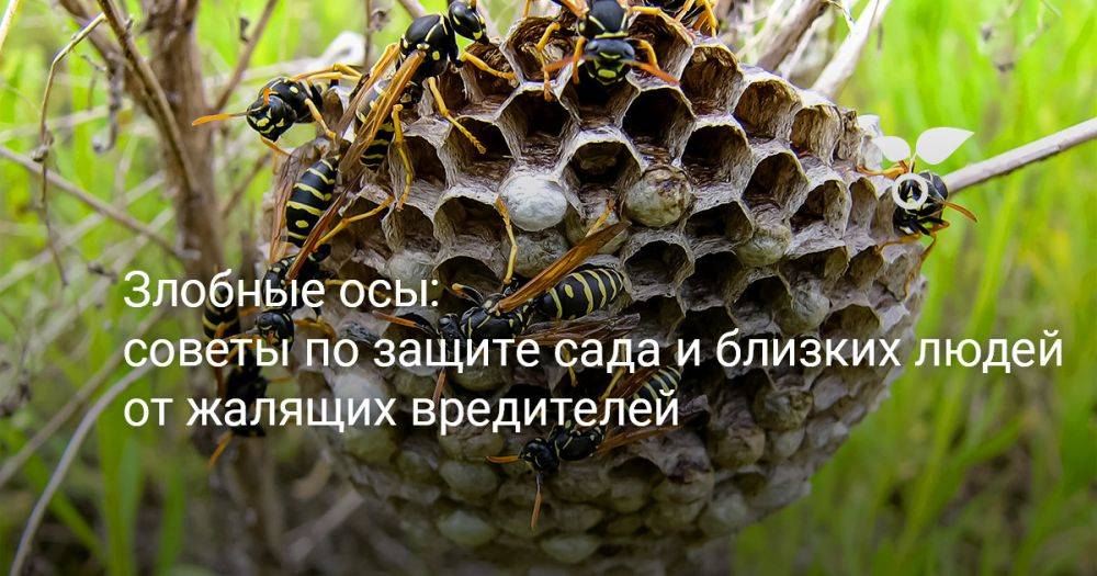 Злобные осы: советы по защите сада и близких людей от жалящих вредителей