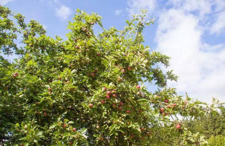 Чем подкормить плодовые деревья весной: названы самые достойные варианты