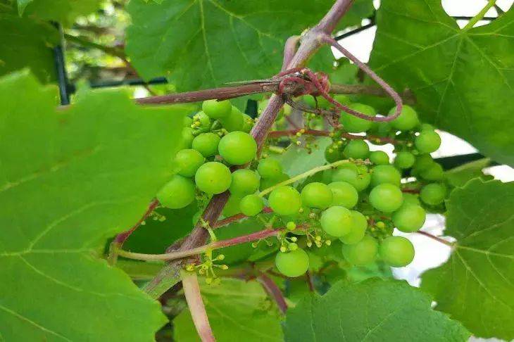 Сохраняет завязь и увеличивает урожайность: любимая подкормка винограда – и это не зола и дрожжи