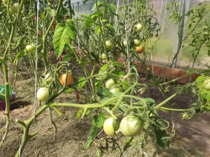 Зачем опрыскивать помидоры зеленкой и фурацилином: вы удивитесь