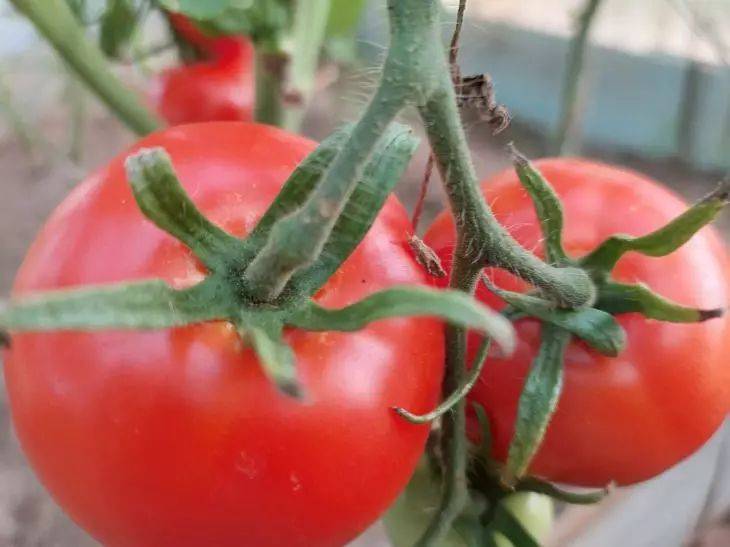 Как защитить томаты от вредителей в открытом грунте: способы спасения урожая - дачникам на заметку