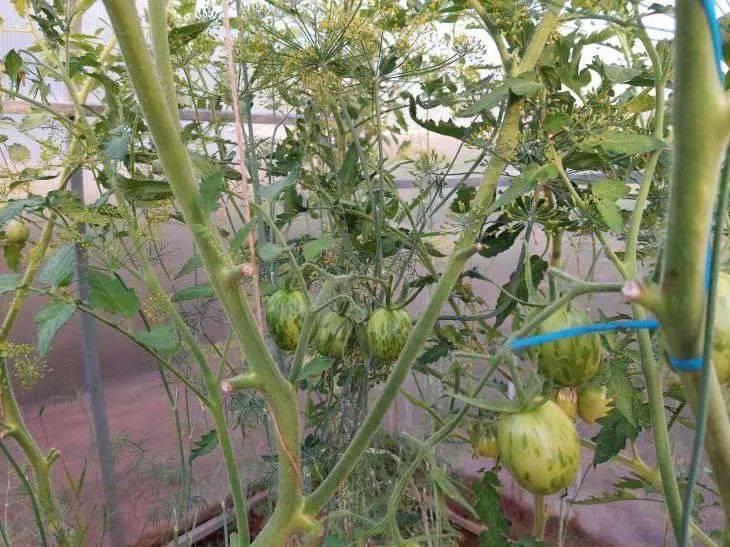 Пасынкование томатов: как, когда и зачем удалять боковые побеги