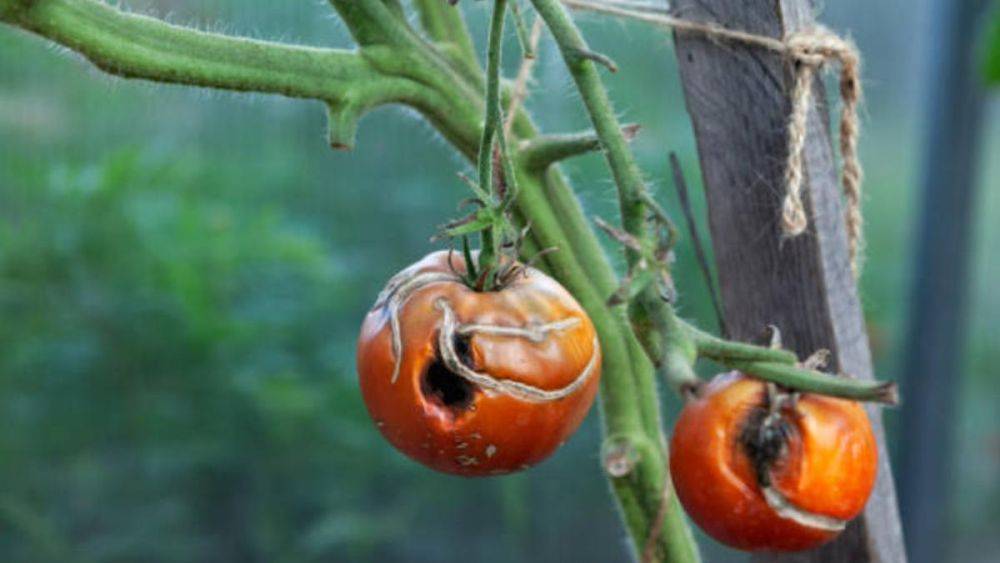 Фитофтора на помидорах: как выглядит и чем лечить растение