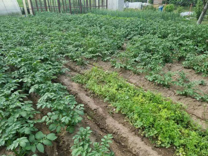 Нужно ли окучивать картошку при засухе: важные советы для огородников