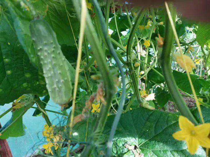 Чем подкормить огурцы в июле во время плодоношения: советы опытных садоводов