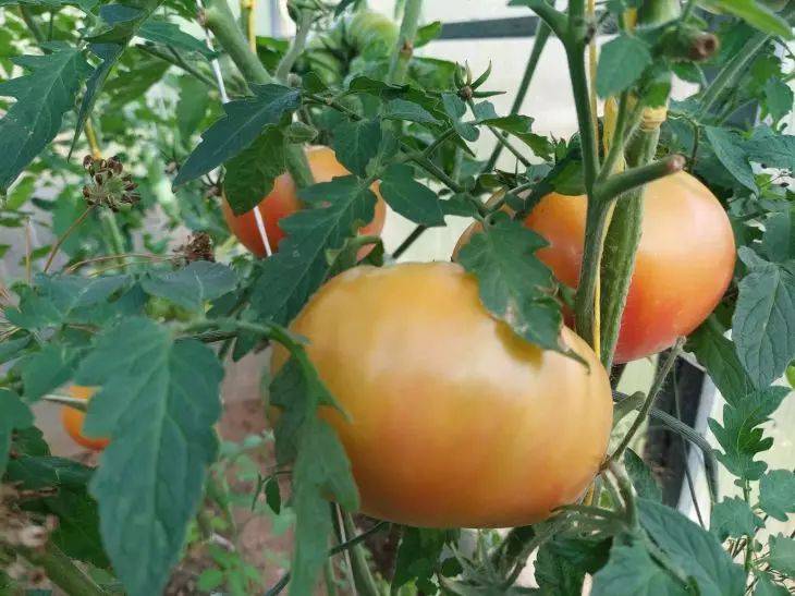 Суперподкормка для томатов во время плодоношения: овощи будут крупными и сладкими - дачникам на заметку