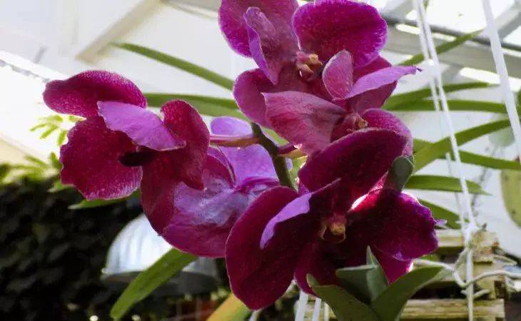Чем полить орхидею, чтобы она начала цвести: секреты успешного ухода