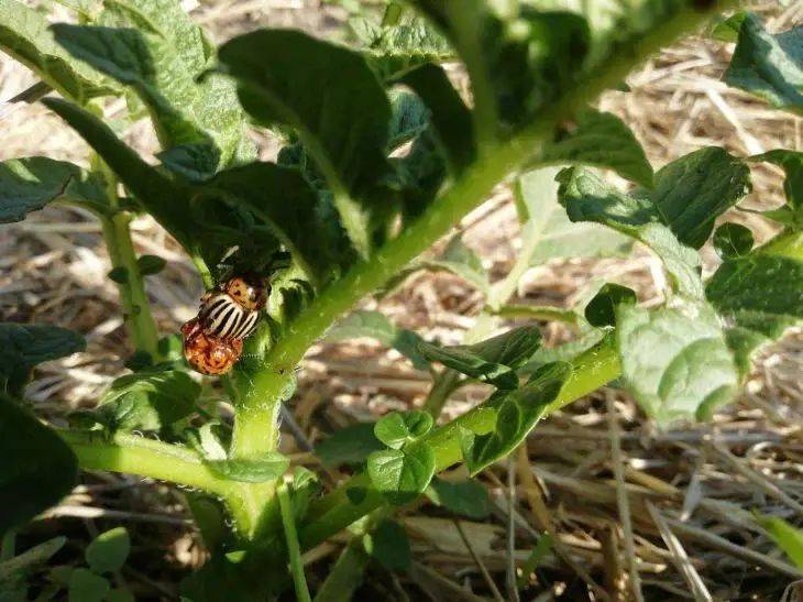 Колорадский жук – «в пролете»: 5 способов избавиться от злостного вредителя