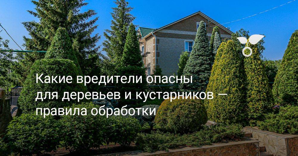 Какие вредители опасны для деревьев и кустарников — правила обработки