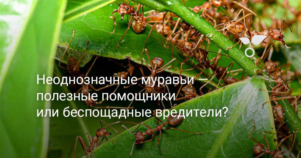 Неоднозначные муравьи — полезные помощники или беспощадные вредители?