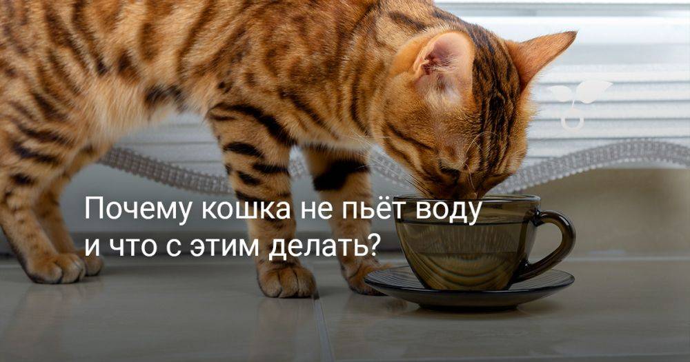 Почему кошка не пьёт воду и что с этим делать?