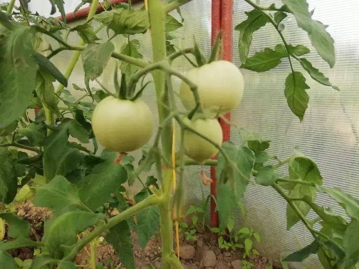 Как правильно поливать помидоры летом: секреты обильного урожая от опытных садоводов