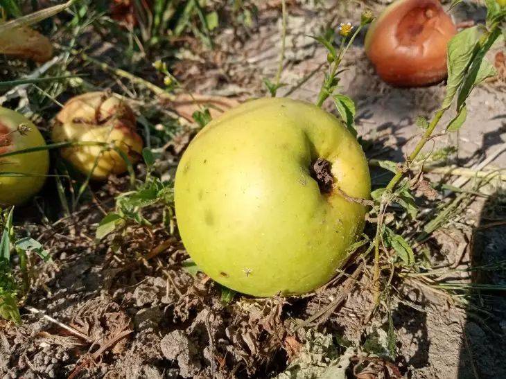 Почему осыпаются яблоки: дачникам рассказали, как спасти урожай