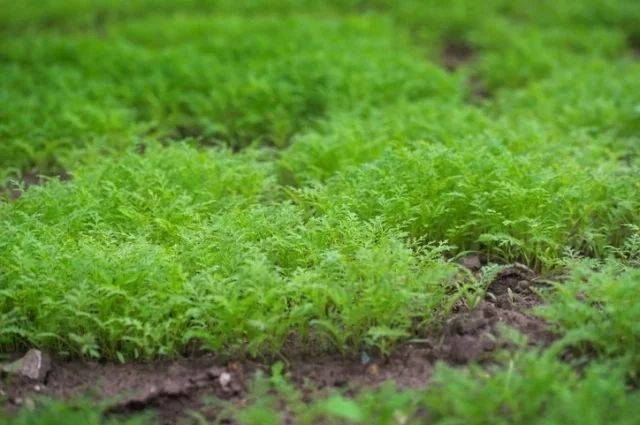 Какой сидерат раскисляет почву на огороде?