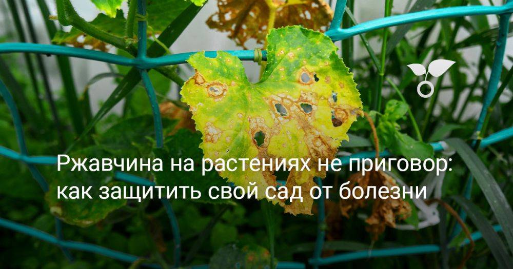 Ржавчина на растениях не приговор — как защитить свой сад от болезни?