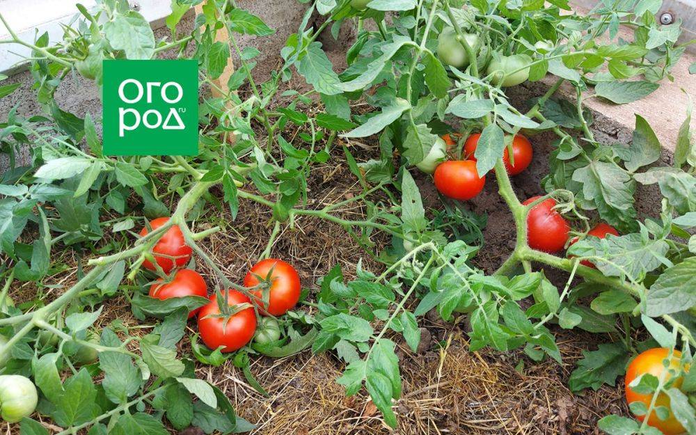 Стелющиеся томаты: достоинства и особенности выращивания