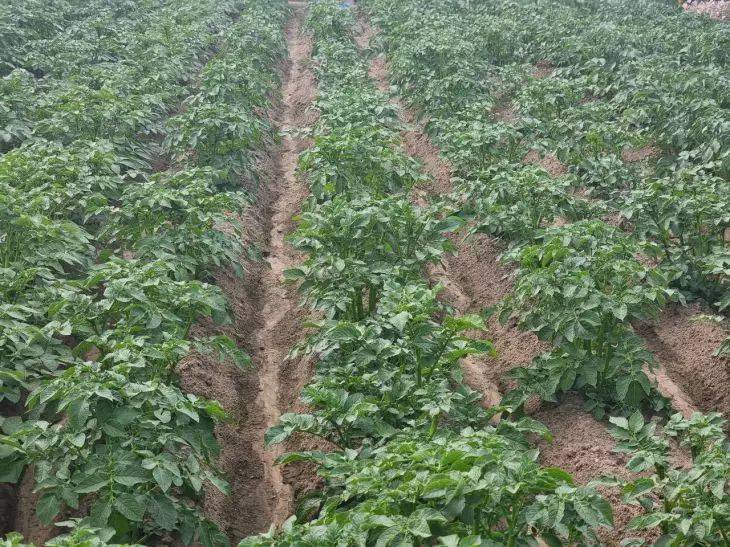 Июльская хитрость для увеличения урожайности картофеля: понадобятся дрожжи - дачникам на заметку