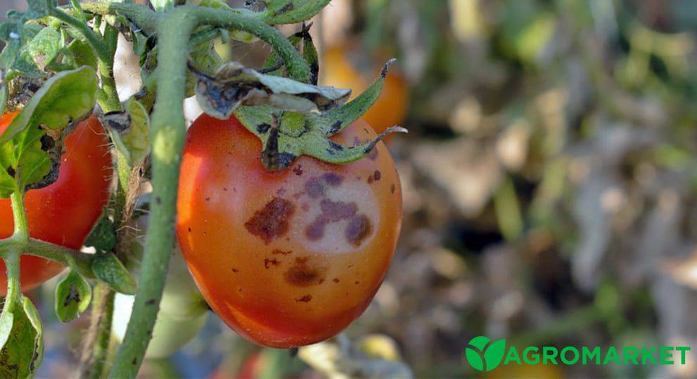 Лечение пятнистости томатов
