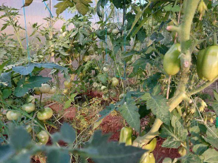 Фунгициды или домашний раствор: как победить фитофтороз на томатах и картофеле