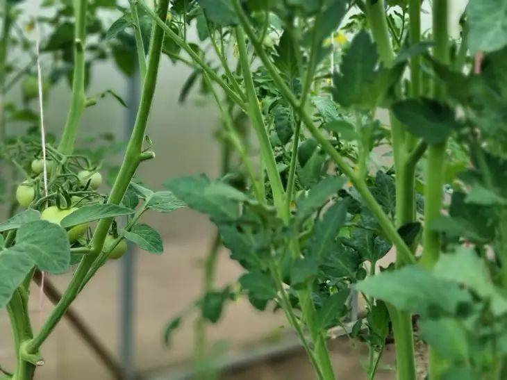 Как помочь кустам томатов пережить изнуряющую летнюю жару. Действенные методы
