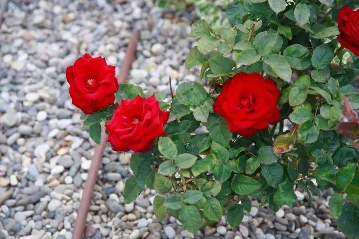 Как ухаживать за розами в июле месяце: секреты пышного цветения в разгар лета