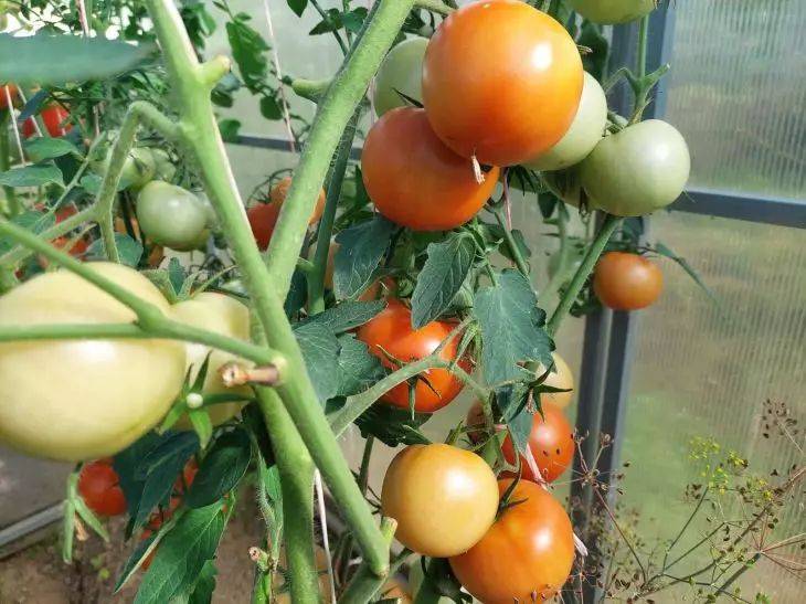 Чем опрыскивают томаты в июле, чтобы сберечь урожай от фитофторы: секреты огородника
