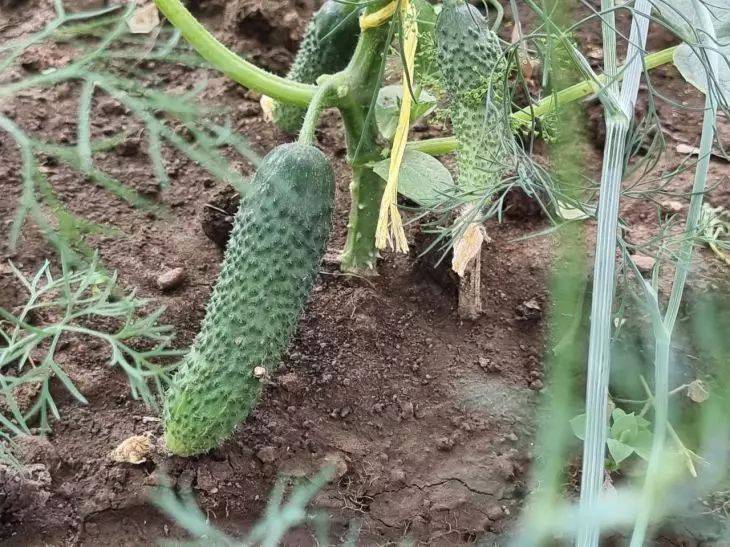 Секрет двойного урожая огурцов: просто посыпьте почву под растением этой смесью