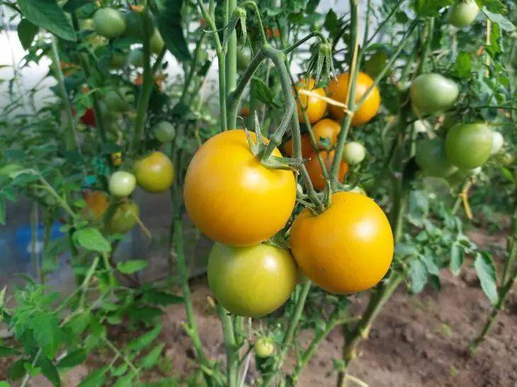 Обязательная подкормка томатов в конце июля: не упустите момент