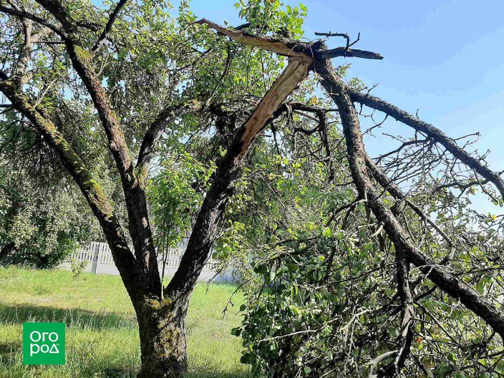 Как спасти разломившееся дерево