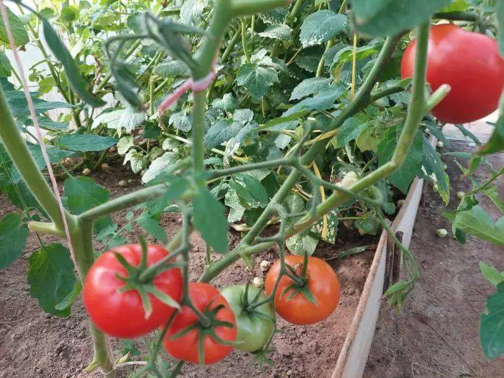 Как получить качественный урожай томатов: вот чем нужно посыпать грунт под растением - обязательно сделайте это в августе