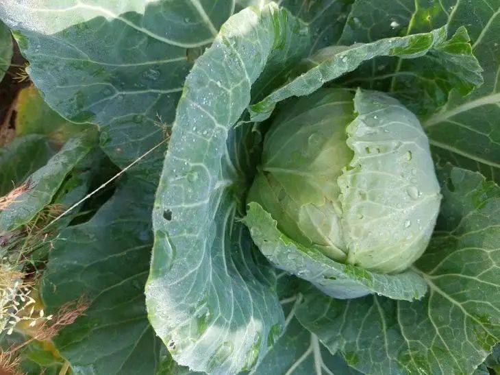 Что делать, если капусту объедают слизни и улитки: 4 способа, которыми пользуются опытные огородники