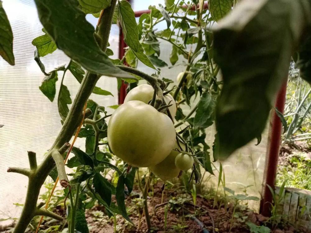 Почему при созревании трескаются помидоры: чем это опасно и можно ли спасти урожай